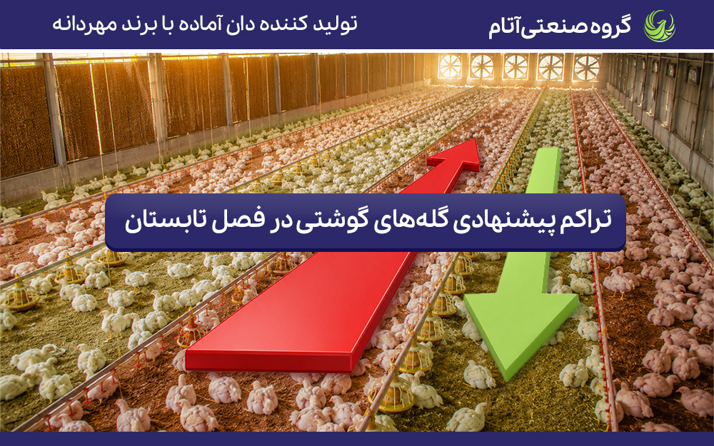 بهترین تراکم گله‌های مرغ گوشتی در تابستان چیست؟